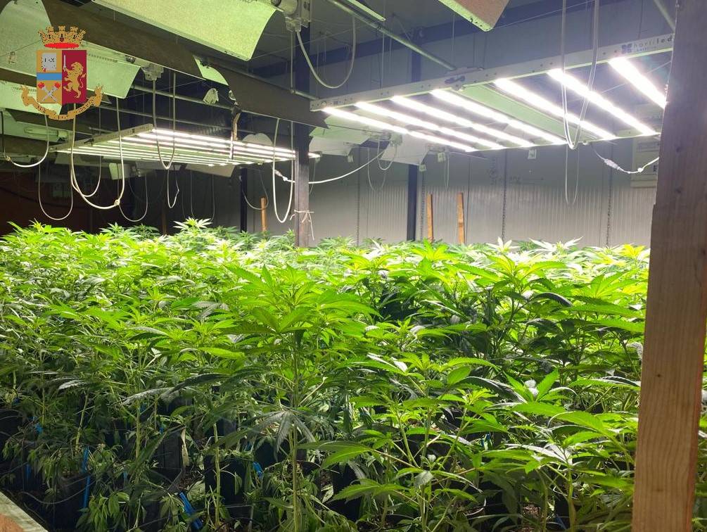 La fattoria della marijuana a Cassano Valcuvia