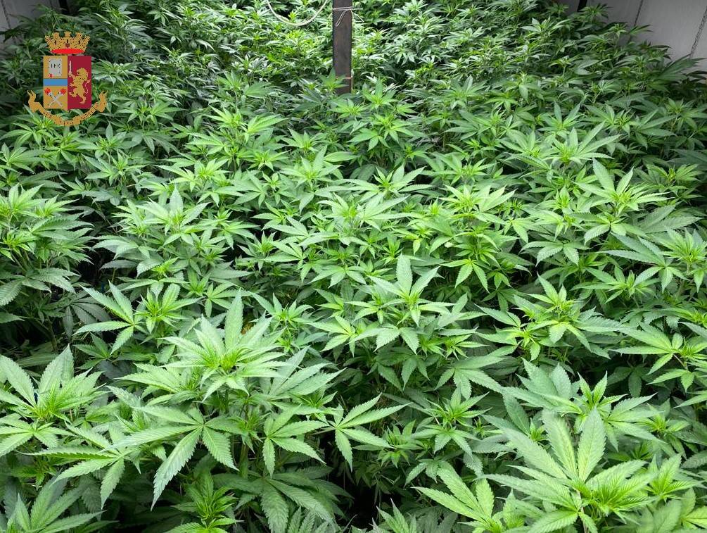 La fattoria della marijuana a Cassano Valcuvia