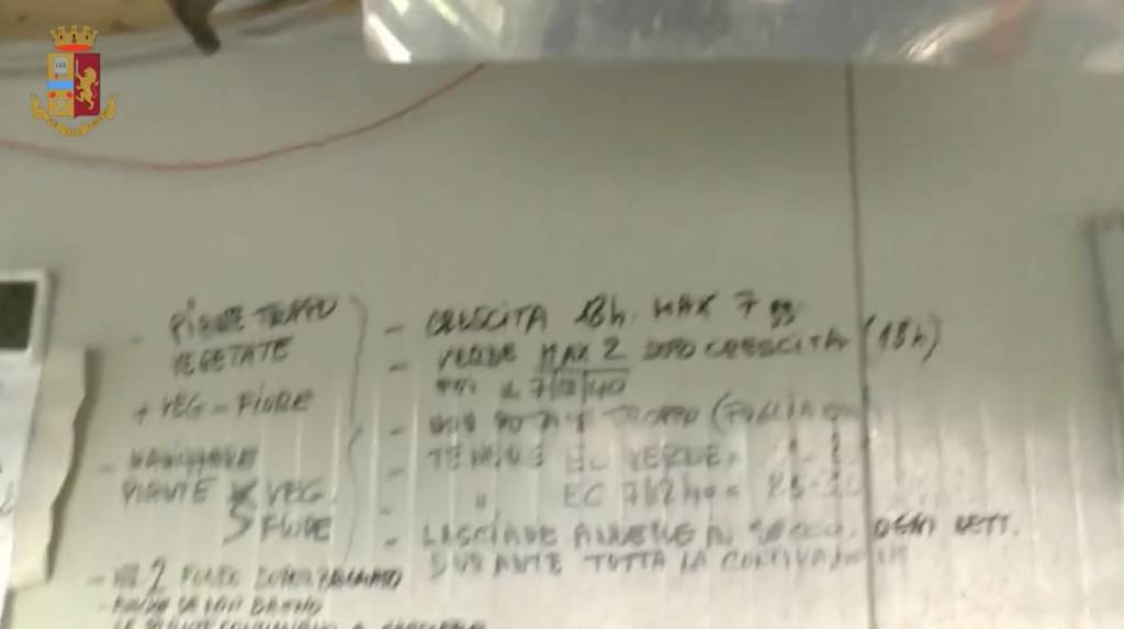 La fattoria della marijuana a Cassano Valcuvia