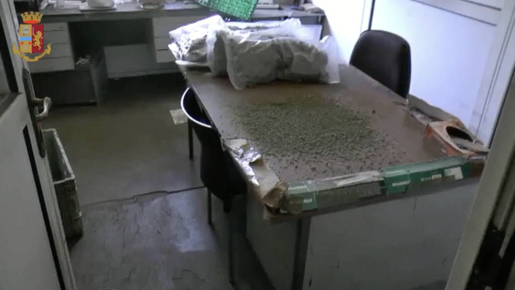 La fattoria della marijuana a Cassano Valcuvia