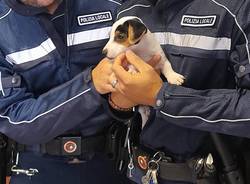 Polizia vergiate cane