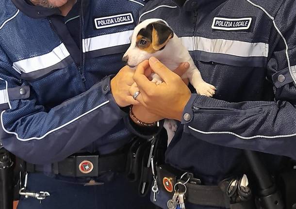 Polizia vergiate cane