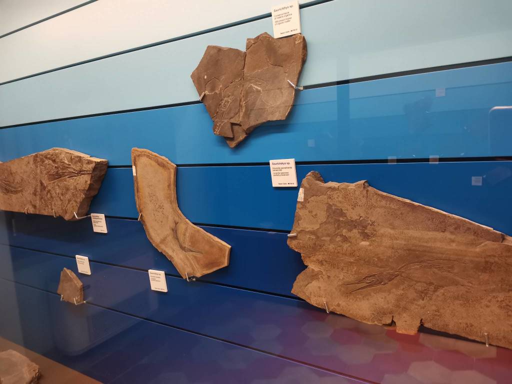 Monte San Giorgio e Museo dei Fossili di Besano