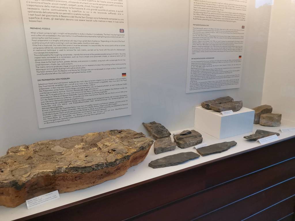 Monte San Giorgio e Museo dei Fossili di Besano
