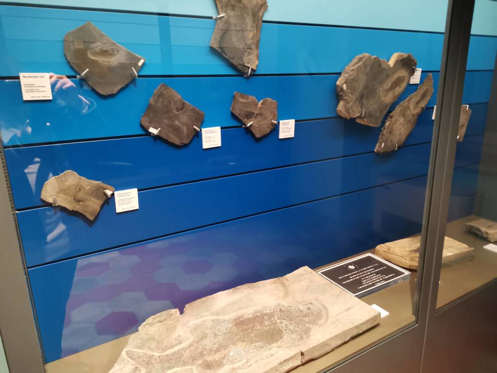 Monte San Giorgio e Museo dei Fossili di Besano