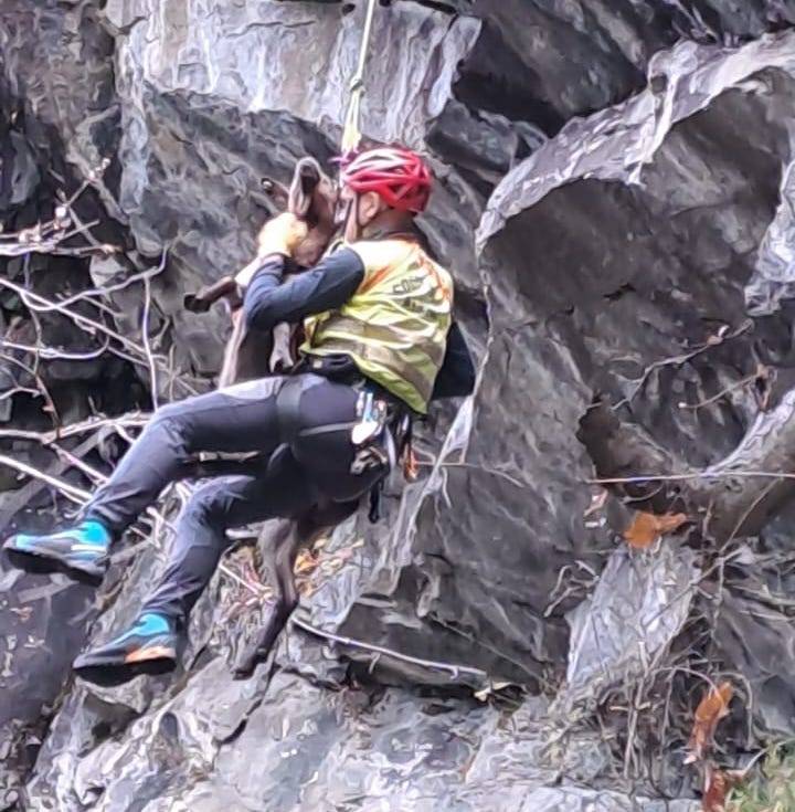 Capre in difficoltà: le salva il Soccorso alpino