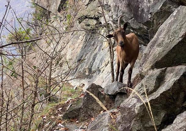 Capre in difficoltà nel Verbano Cusio Ossola: le salva il Soccorso alpino