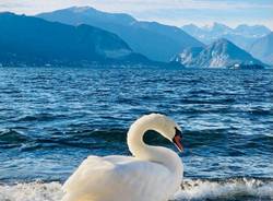 cigni lago maggiore federica stona