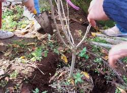 giornata dell'albero a cazzago