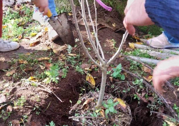 giornata dell'albero a cazzago