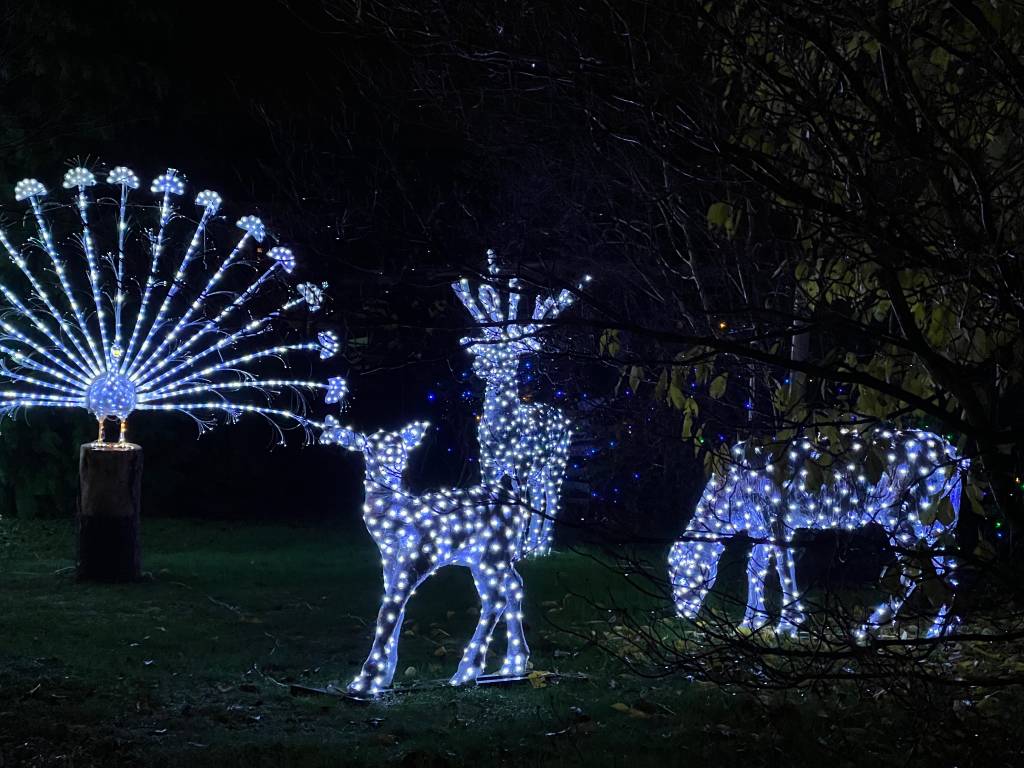 L’inaugurazione delle Lucine di Natale di Leggiuno 