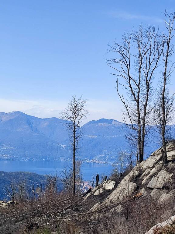 incendio montegrino pineta marzia malesani