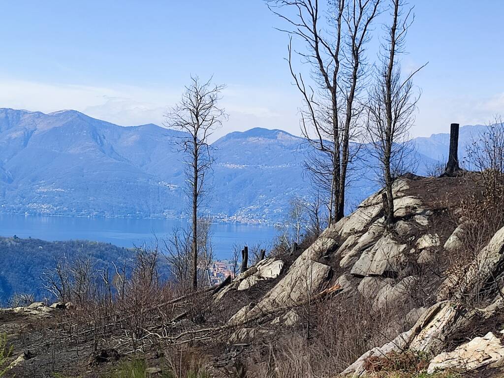 incendio montegrino pineta marzia malesani
