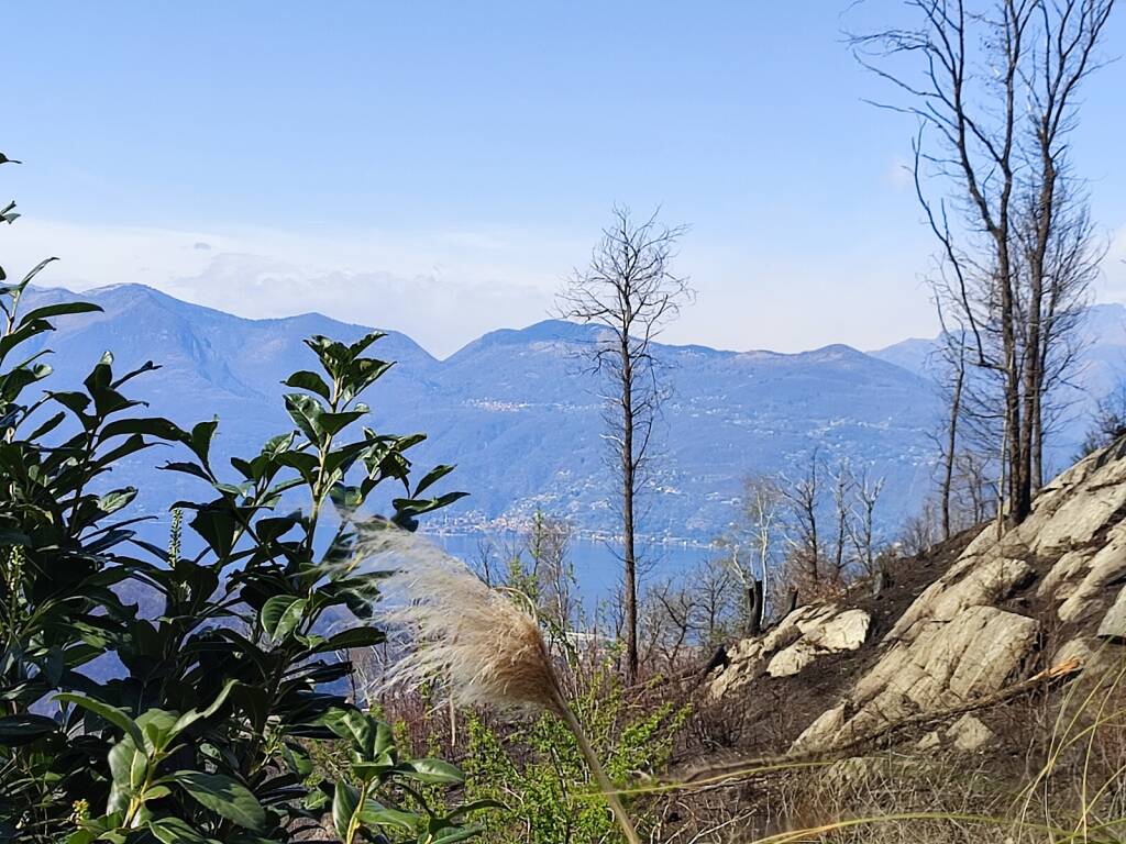 incendio montegrino pineta marzia malesani