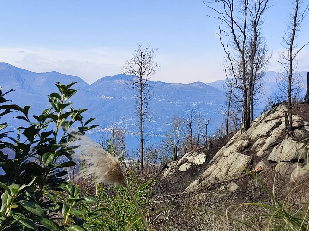 incendio montegrino pineta marzia malesani