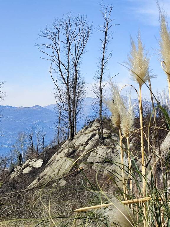 incendio montegrino pineta marzia malesani
