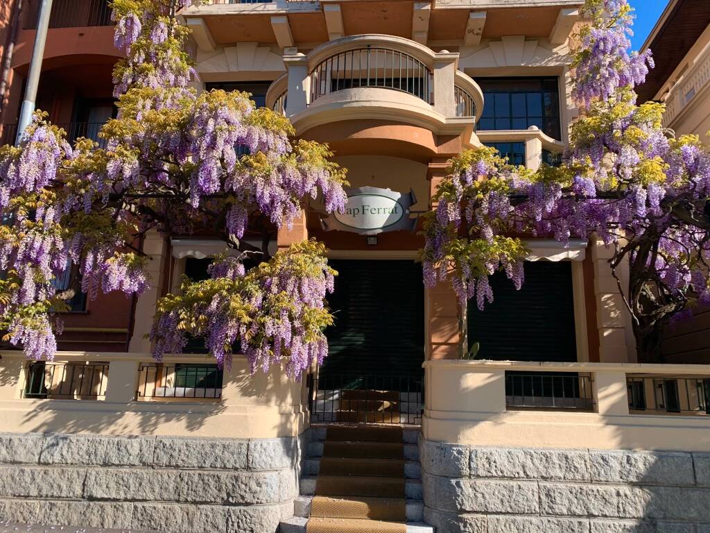 Il glicine di Sesto Calende