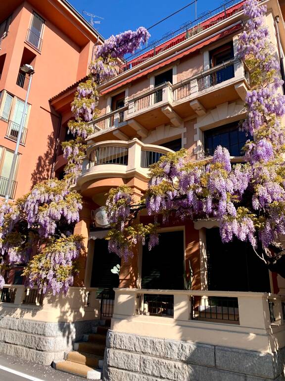 Il glicine di Sesto Calende