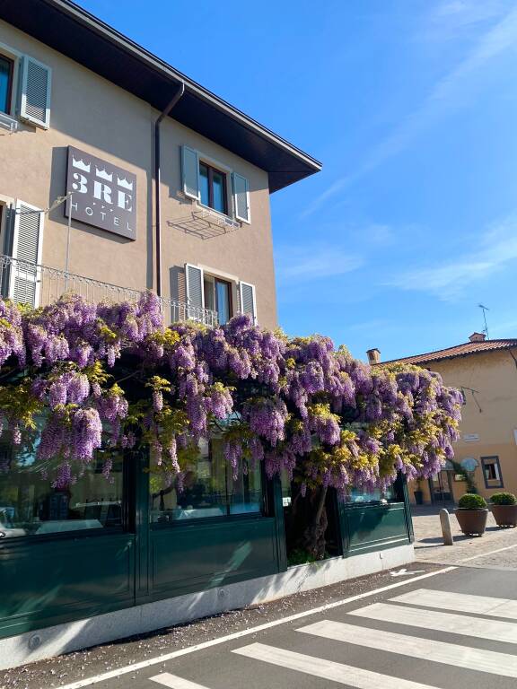 Il glicine di Sesto Calende