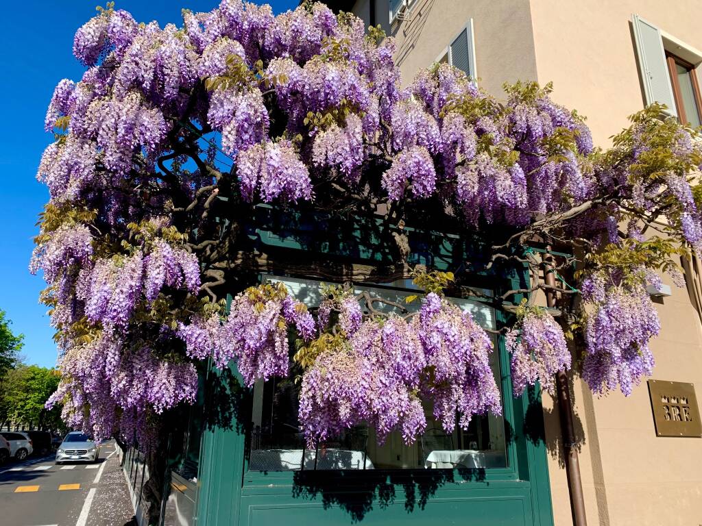 Il glicine di Sesto Calende