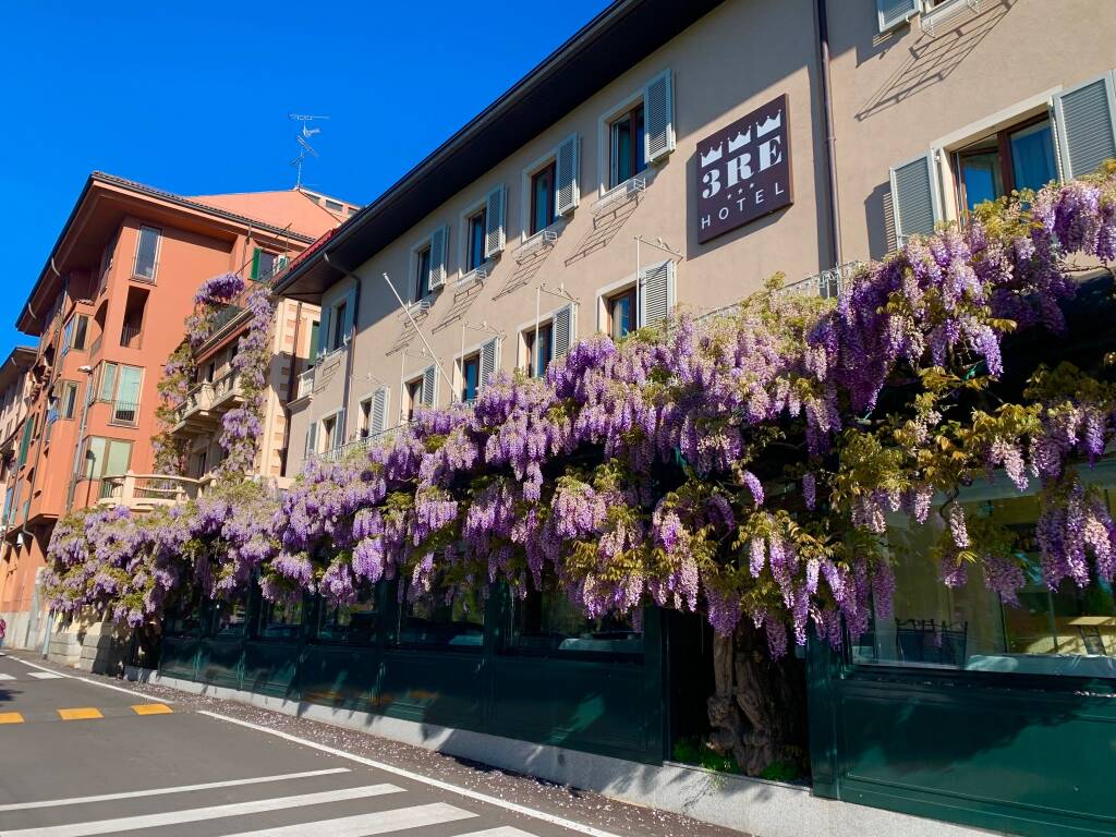 Il glicine di Sesto Calende