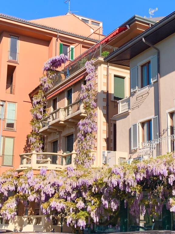 Il glicine di Sesto Calende