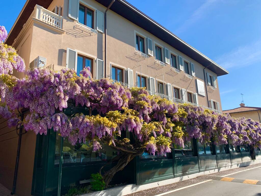 Il glicine di Sesto Calende