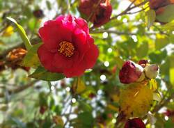 Il labirinto delle camelie di Laveno Mombello