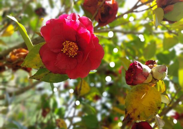 Il labirinto delle camelie di Laveno Mombello