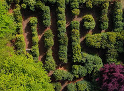 Il labirinto delle camelie di Laveno Mombello