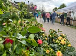 Infiorita a Ispra di Laveno Mombello 