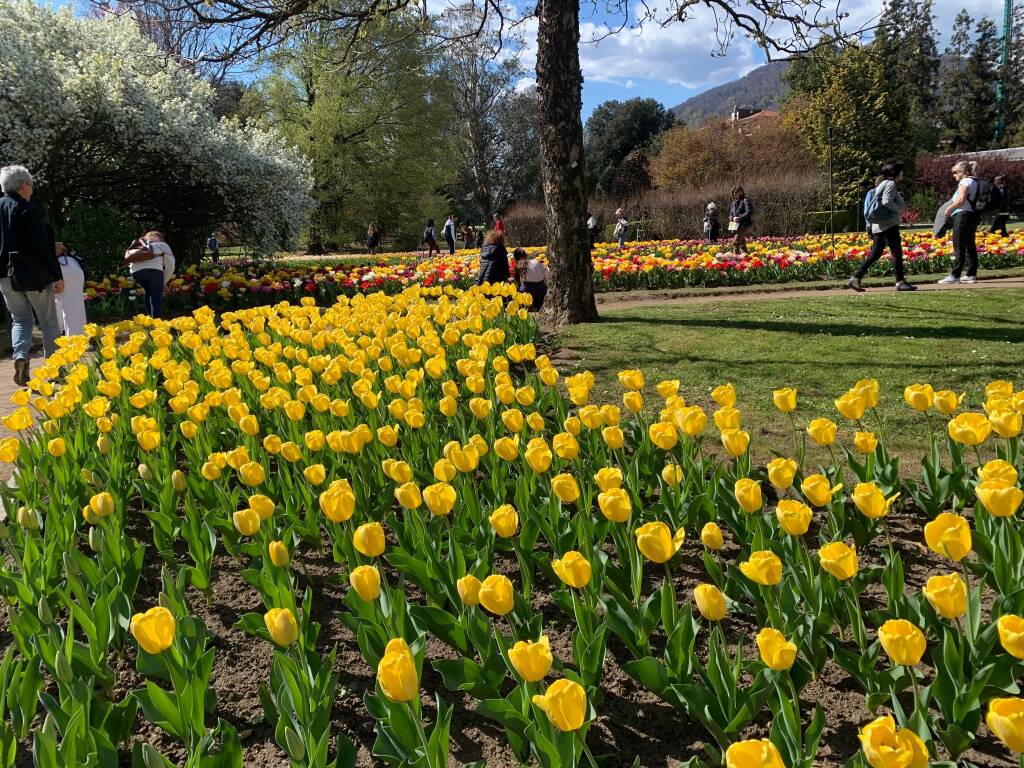 La fioritura dei tulipani a Villa Taranto