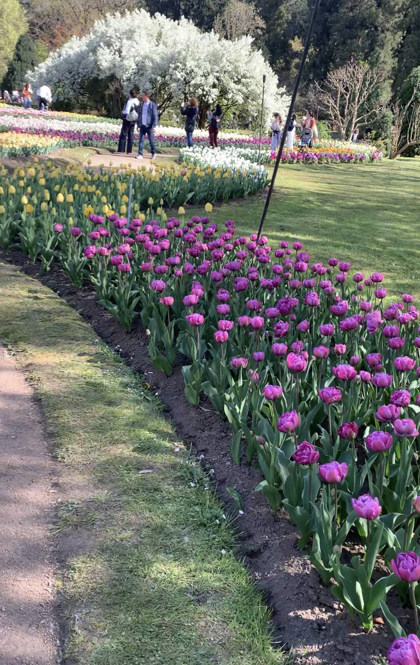 La fioritura dei tulipani a Villa Taranto