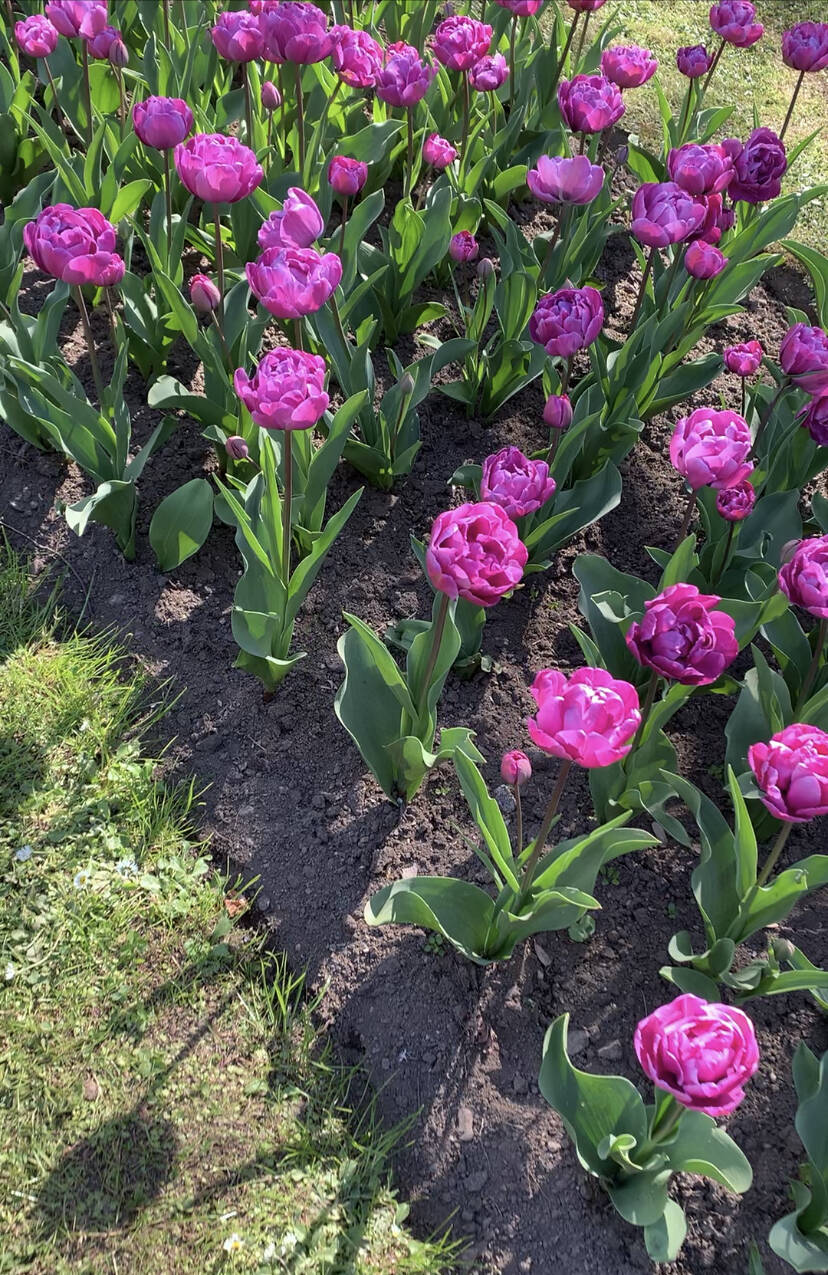 La fioritura dei tulipani a Villa Taranto