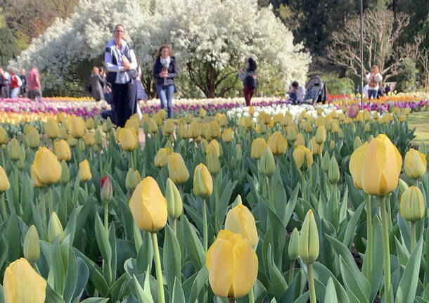 La fioritura dei tulipani a Villa Taranto