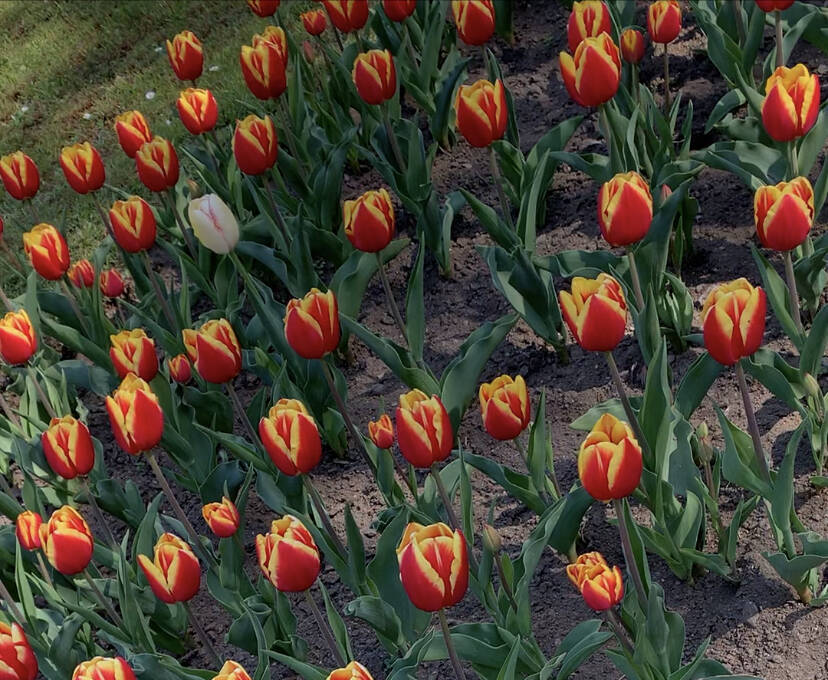 La fioritura dei tulipani a Villa Taranto