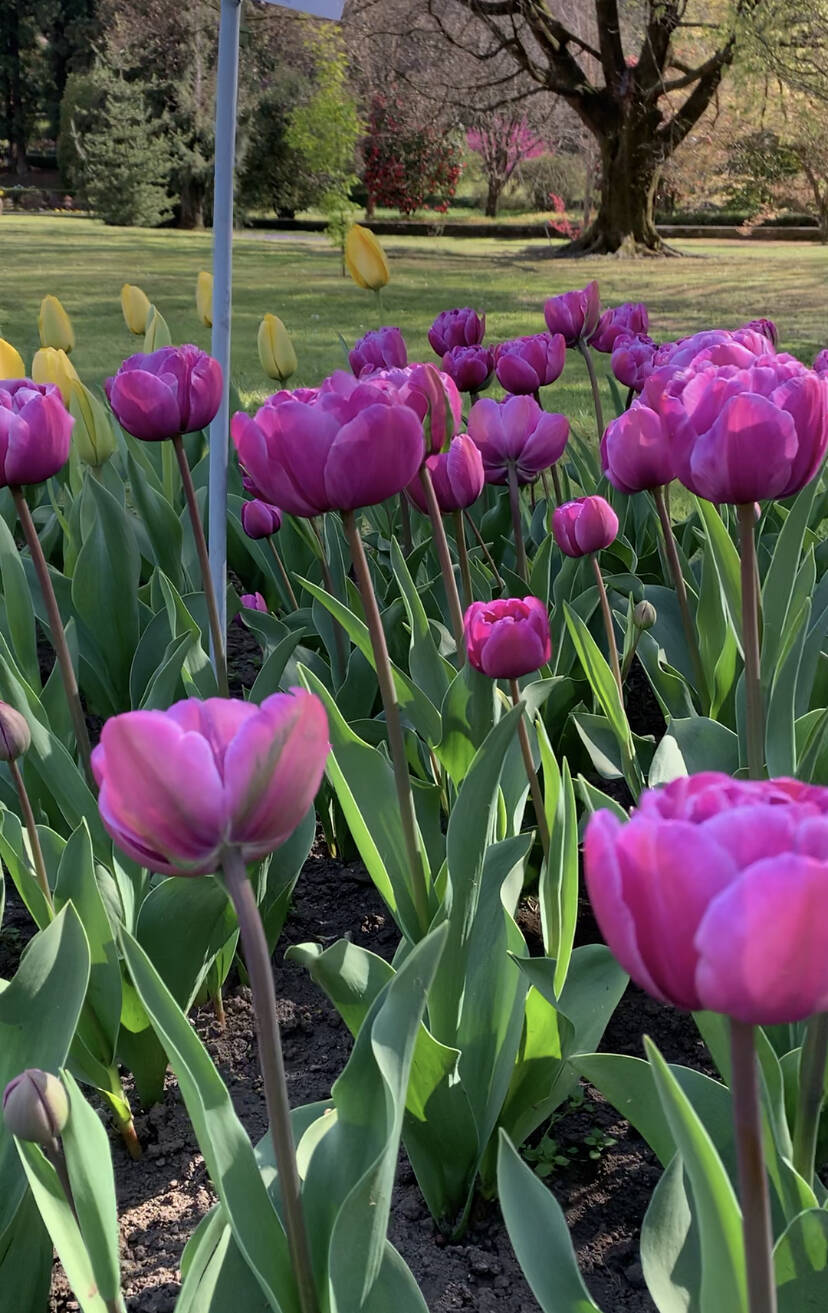 La fioritura dei tulipani a Villa Taranto