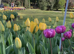 La fioritura dei tulipani a Villa Taranto