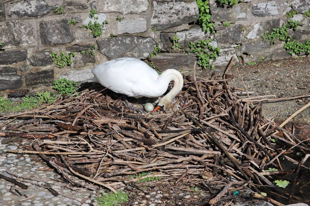 Le uova dei cigni a Laveno Mombello
