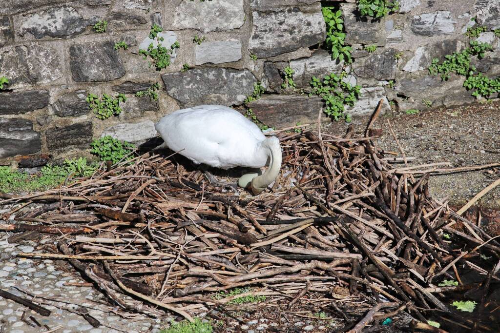 Le uova dei cigni a Laveno Mombello 