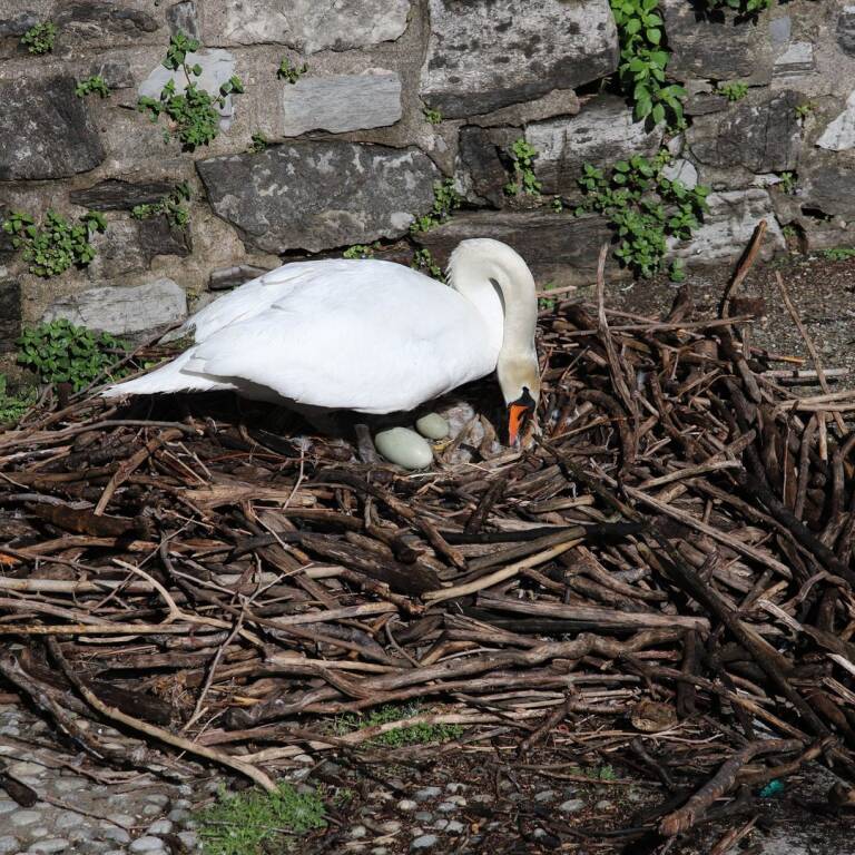 Le uova dei cigni a Laveno Mombello 