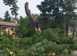 Albero caduto Luino