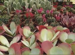 cactus folies