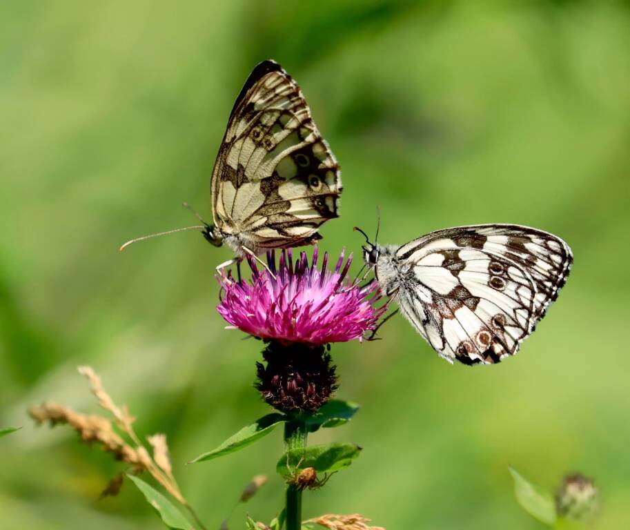 Generico 19 Jun 2023