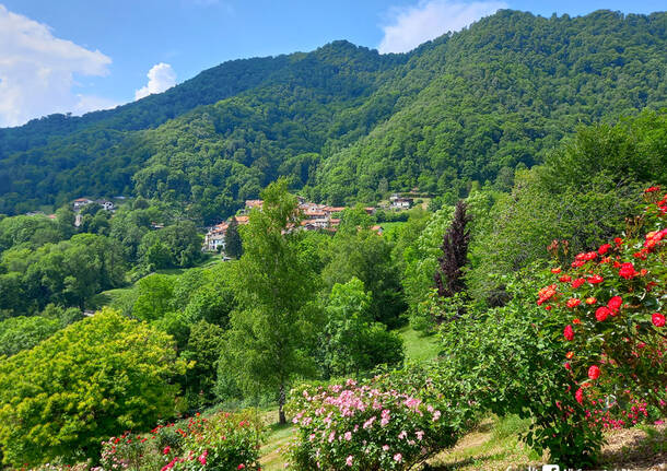 Roseto Martinello Vararo