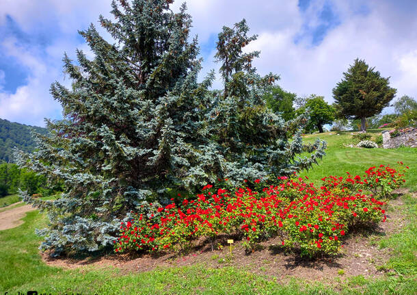 Roseto Martinello Vararo