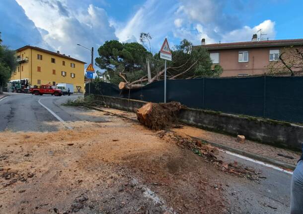 Cade albero a Luino nella notte