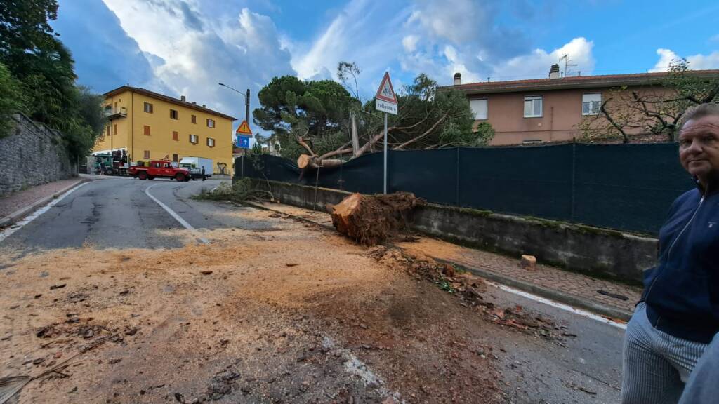 Cade albero a Luino nella notte