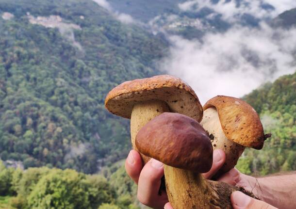 funghi foto di Ready To Trek