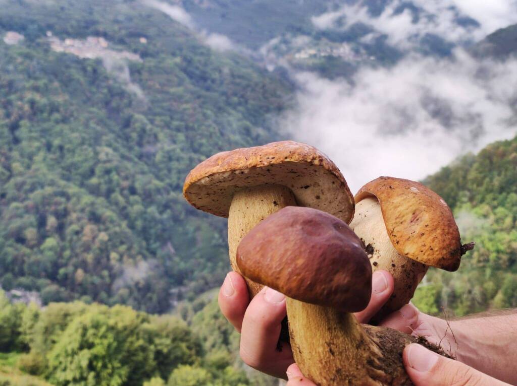funghi foto di Ready To Trek